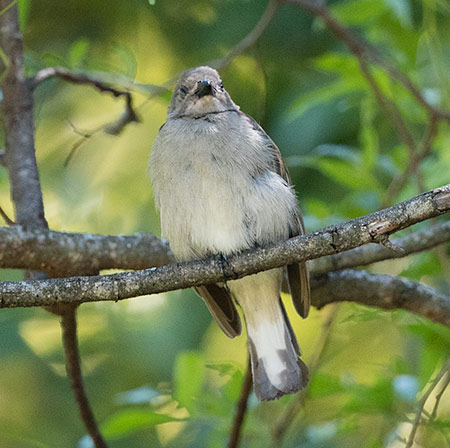 Lesser Honeyguide